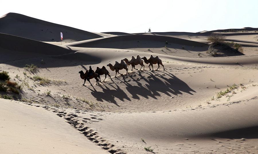 Transformation of Kubuqi Desert: From barren sand dunes to enchanting paradise(1/12)