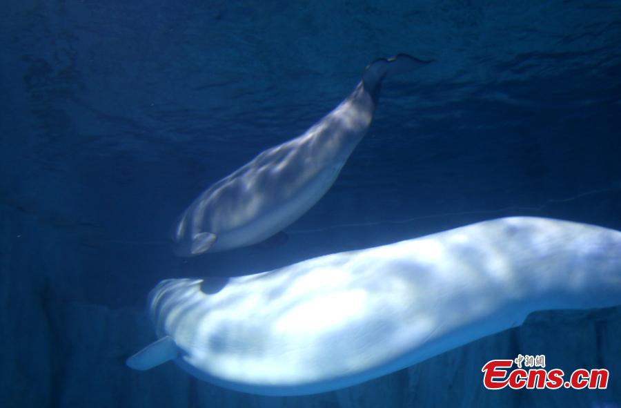 Artificially bred Beluga whale one year old(1/3)