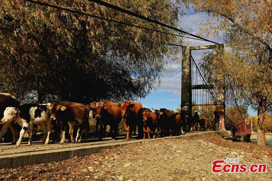 Seasonal livestock migration continues in Xinjiang(2/4)