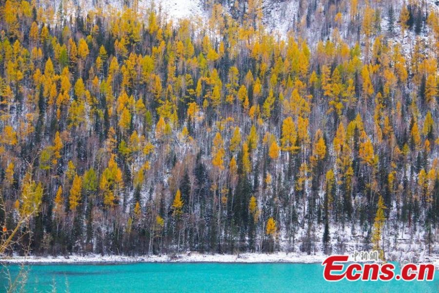 Photos taken on Oct.13 and 14, 2017 show the beautiful autumn scenery in the Kanas scenic area, Xinjiang Uygur Autonomous Region. Kanas boasts a beautiful natural landscape of lakes, rivers, glaciers, forests, and grasslands. (Photo: China News Service/Zhang Xin)