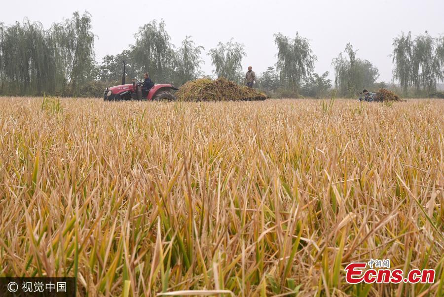 A new hybrid rice grows in a field in Handan City, North China’s Hebei Province. The province’s department of science and technology has verified that a hybrid rice project headed by Yuan, known as Xiangliangyou 900, achieved an average yield of 1,149.01 kilograms of rice per mu (about 0.07 hectares) of farmland, setting a new world record, according to the China National Hybrid Rice Research and Development Center. (Photo/VCG)