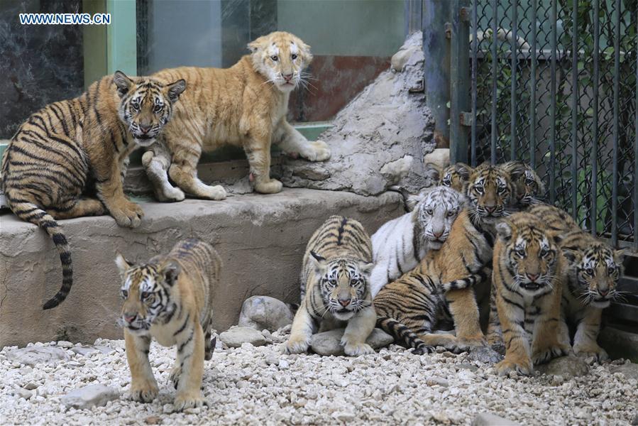 12 tiger cubs meet with public at wildlife zoo in China's Shandong(1/4)