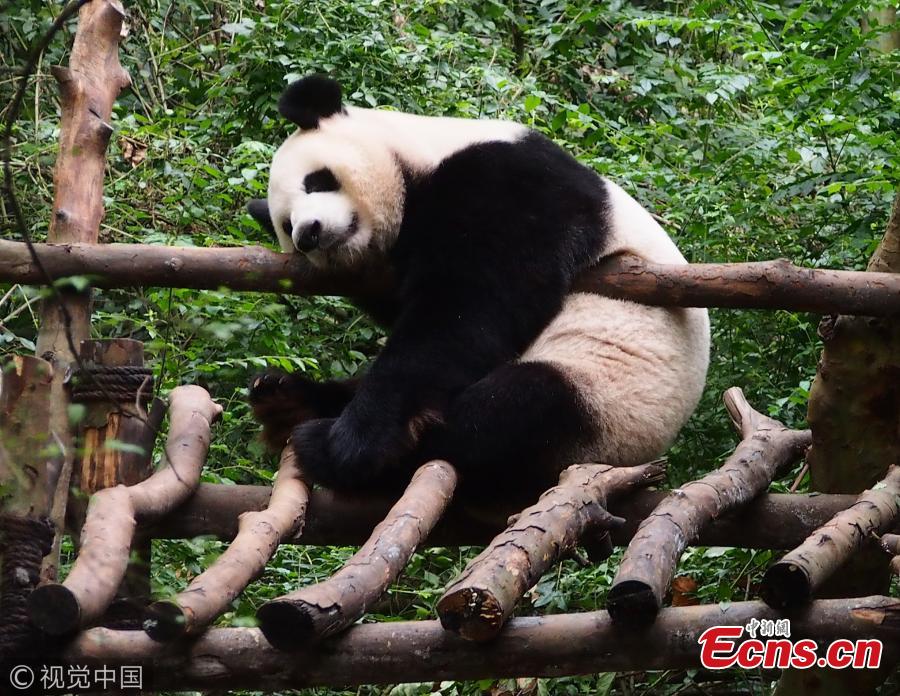 Can you sleep like a giant panda?(1/4)