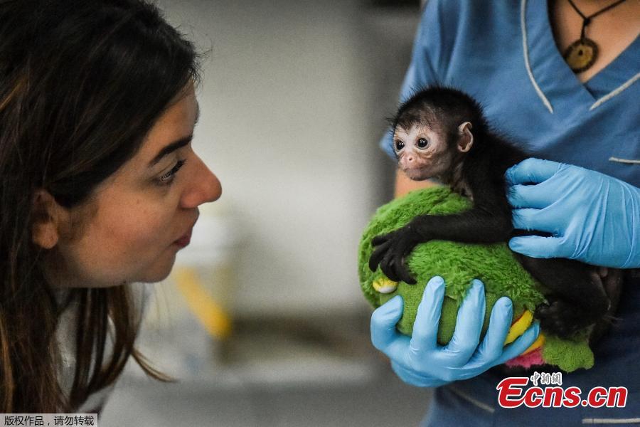 Meet Olivia, a 25-day-old spider monkey in Colombia (1/4)