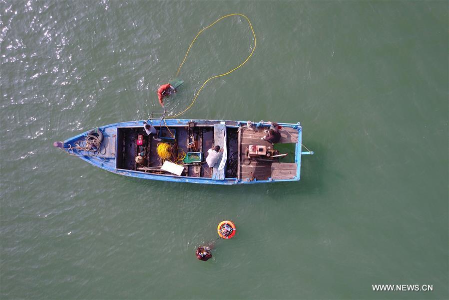 Fishermen collect sea cucumbers in the sea off the Luming Island in Dalian, northeast China\'s Liaoning Province, Oct. 21, 2017. Local fishermen were busy harvesting stichopus japonicus, a type of sea cucumber that is well-known for its delicacy and good nutrition. (Xinhua/Piao Feng)