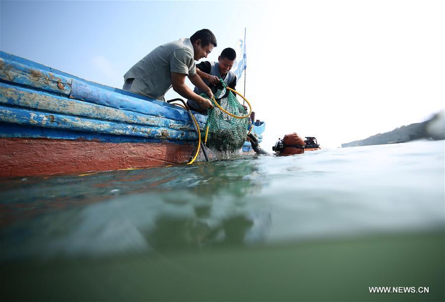 A diver loads newly-collected sea cucumbers onto a fishing boat in the sea off the Luming Island in Dalian, northeast China\'s Liaoning Province, Oct. 21, 2017. Local fishermen were busy harvesting stichopus japonicus, a type of sea cucumber that is well-known for its delicacy and good nutrition. (Xinhua/Piao Feng)