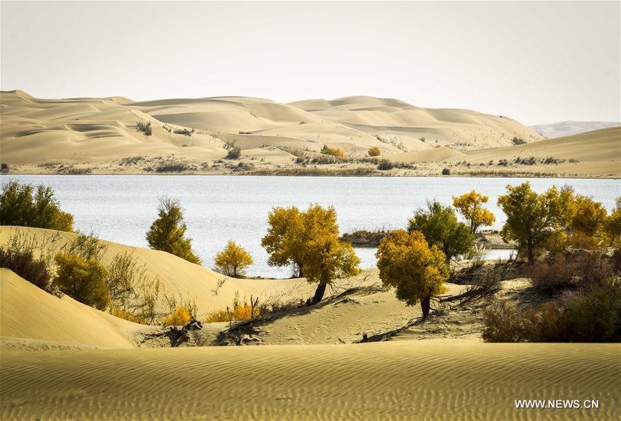 Plants are seen near the Daxihaizi Reservoir on the Tarim River in northwest China\'s Xinjiang Uygur Autonomous Region, Oct. 21, 2017. The water diversion to the lower reaches of Tarim River has reached one billion cubic meters since April 27 this year, which is part of the sustained efforts of the local government to maintain the eco-environment of the Tarim valley. (Xinhua/Zhao Ge)