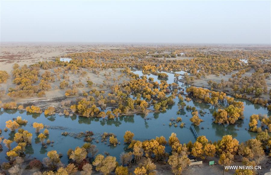 Aerial photo taken on Oct. 21, 2017 shows scenery at the lower reaches of the Tarim River in northwest China\'s Xinjiang Uygur Autonomous Region. The water diversion to the lower reaches of Tarim River has reached one billion cubic meters since April 27 this year, which is part of the sustained efforts of the local government to maintain the eco-environment of the Tarim valley. (Xinhua/Zhao Ge)