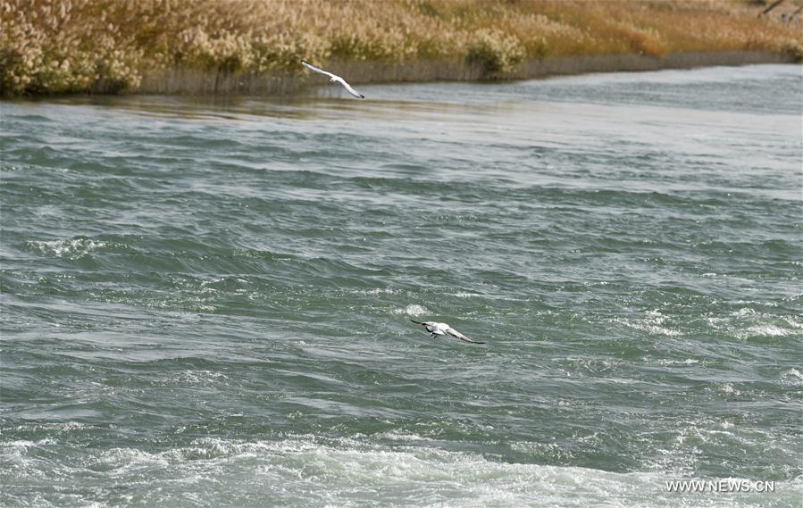 Birds search for food at the Daxihaizi Reservoir on the Tarim River in northwest China\'s Xinjiang Uygur Autonomous Region, Oct. 21, 2017. The water diversion to the lower reaches of Tarim River has reached one billion cubic meters since April 27 this year, which is part of the sustained efforts of the local government to maintain the eco-environment of the Tarim valley. (Xinhua/Zhao Ge)