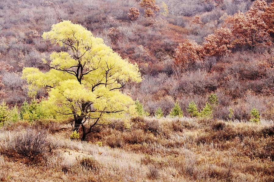 As the season turns to late autumn, terraces, forests, plantations are all painted in varied colors, presenting a picturesque scenery to visitors in the Bashang area of Zhangjiakou, Hebei Province, Oct. 22, 2017. (Photo/Asianewsphoto)