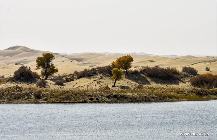 Plants are seen near the Daxihaizi Reservoir on the Tarim River in northwest China\'s Xinjiang Uygur Autonomous Region, Oct. 21, 2017. The water diversion to the lower reaches of Tarim River has reached one billion cubic meters since April 27 this year, which is part of the sustained efforts of the local government to maintain the eco-environment of the Tarim valley. (Xinhua/Zhao Ge)