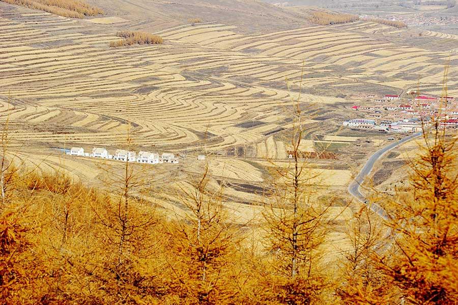 As the season turns to late autumn, terraces, forests, plantations are all painted in varied colors, presenting a picturesque scenery to visitors in the Bashang area of Zhangjiakou, Hebei Province, Oct. 22, 2017. (Photo/Asianewsphoto)