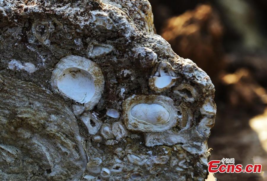 Fossils found during construction in Chongqing(1/4)