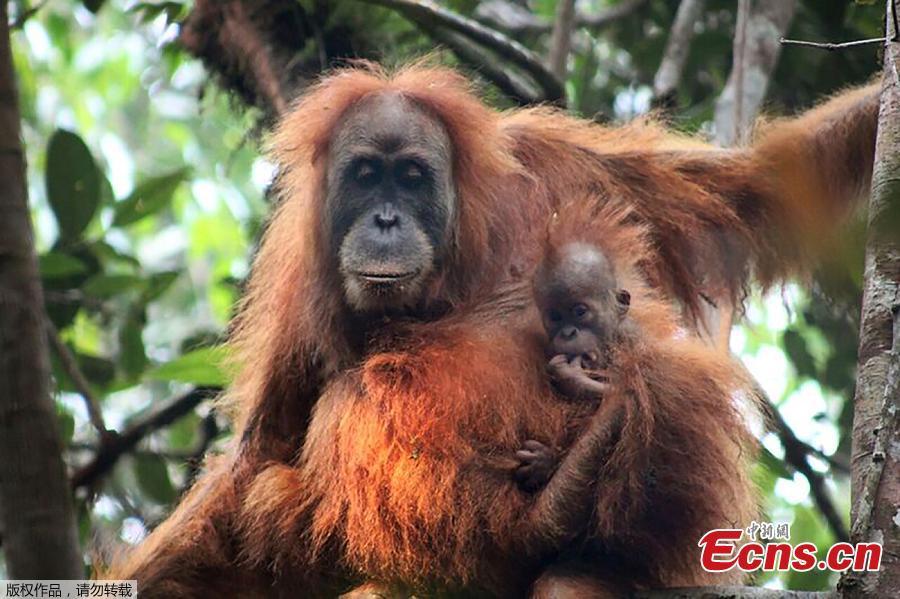 A photo of Pongo tapanuliensis. A remote population of frizzy-haired orangutans on the Indonesian island of Sumatra seems to be a new species of primate, scientists say. But the newest member of the family tree of advanced animals that include humans may not be around much longer. Their numbers are so small, and their habitat so fragmented, that they are in danger of going extinct, say the scientists who studied them. A study published Thursday in the journal Current Biology said there are no more than 800 of the primates, which researchers named Pongo tapanuliensis, making it the most endangered great ape species. (Photo/Agencies)