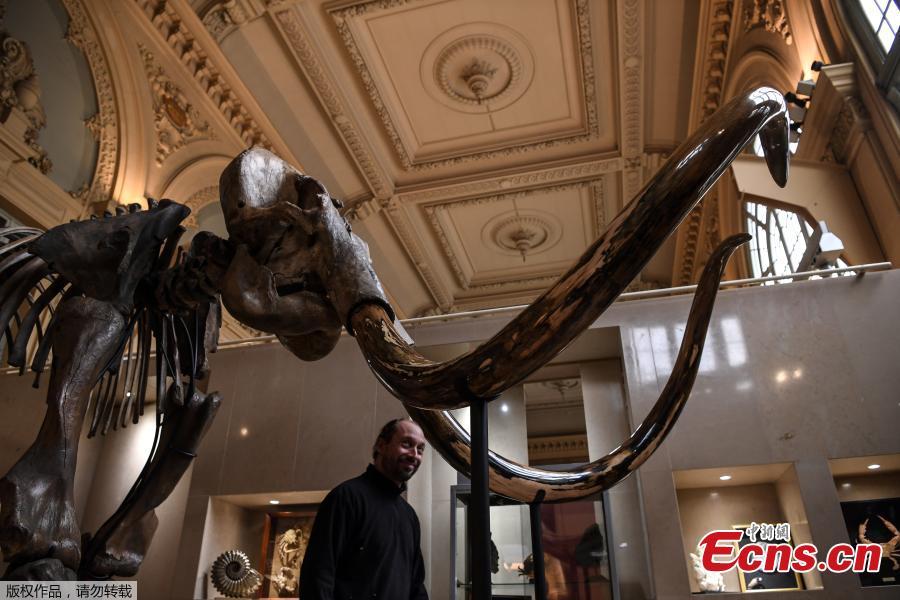 A picture taken on November 16, 2017 shows the skeleton of an mammoth, which will go on auction in the upcoming days at the Aguttes auction house in Lyon, France. The largest mammoth skeleton in private hands will come under the hammer in France in December. The gigantic mammoth measuring 3.40 metres high and 5.30 metres long, is mounted in walking position and on display inside Lyon-Brotteaux railway station.(Photo/Agencies)