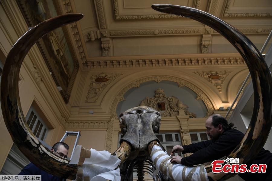 A picture taken on November 16, 2017 shows the skeleton of an mammoth, which will go on auction in the upcoming days at the Aguttes auction house in Lyon, France. The largest mammoth skeleton in private hands will come under the hammer in France in December. The gigantic mammoth measuring 3.40 metres high and 5.30 metres long, is mounted in walking position and on display inside Lyon-Brotteaux railway station.(Photo/Agencies)
