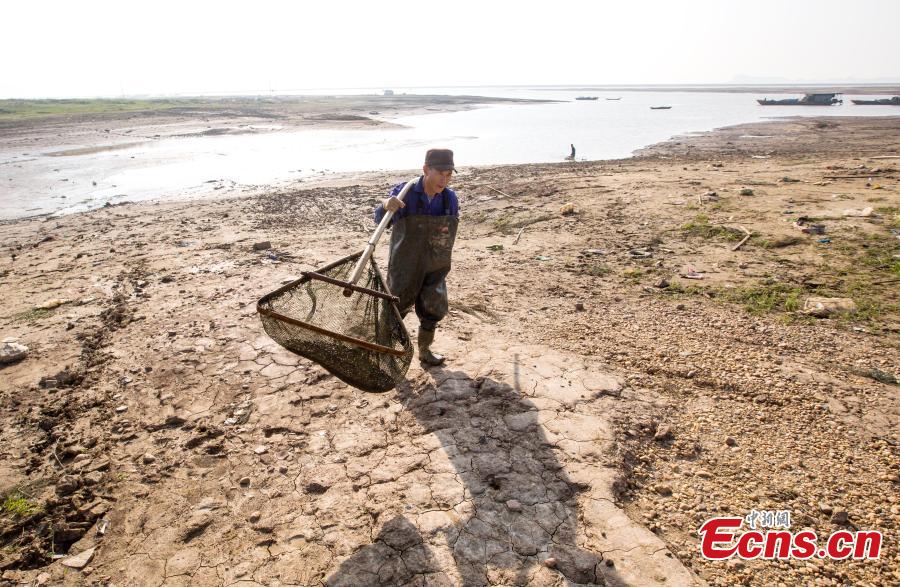 Poyang Lake, China's largest freshwater lake, enters dry season in East China's Jiangxi province on Nov 23, 2017. The downsizing of the lake started later than previous years due to the heavy rain on the upper stream region. (Photo:China News Service/Fu Jianbin)