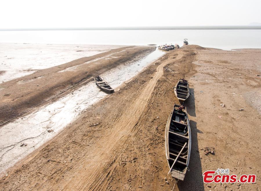 Poyang Lake, China's largest freshwater lake, enters dry season in East China's Jiangxi province on Nov 23, 2017. The downsizing of the lake started later than previous years due to the heavy rain on the upper stream region. (Photo:China News Service/Fu Jianbin)