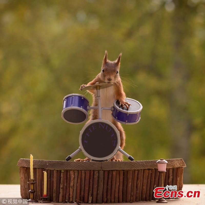 Cute: squirrels prove they know how to play instruments(3/6)