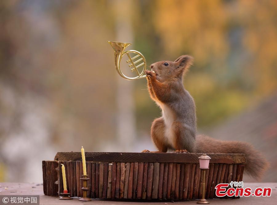 Cute squirrels prove they know how to play instruments(2/6)