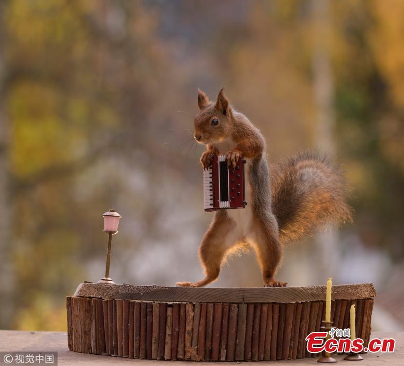 Cute squirrels prove they know how to play instruments(1/6)
