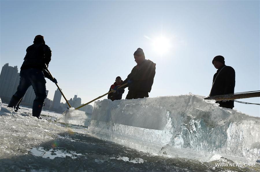 Ice collecting season begins in Harbin(1/9)