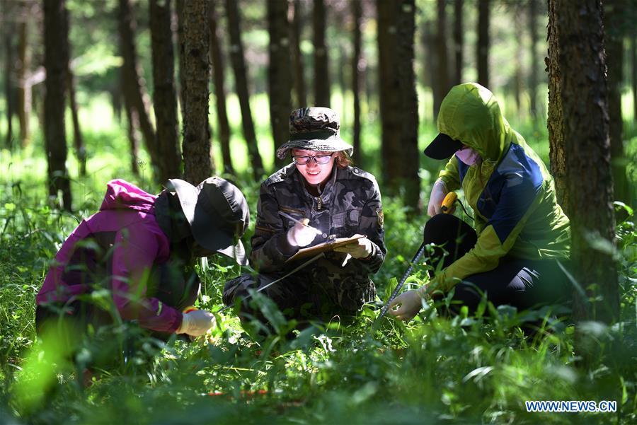 Staff members collect data in the Saihanba forest in Weichang Man and Mongolian Autonomous County of Chengde City, north China's Hebei Province, July 12, 2017. China's Saihanba afforestation community on Dec. 5, 2017 was announced to be one of the top winners of the annual UN Champions of the Earth Award for its outstanding contribution to restoration of degraded landscapes, amid the national efforts to advance ecological civilization. (Xinhua/Wang Xiao)