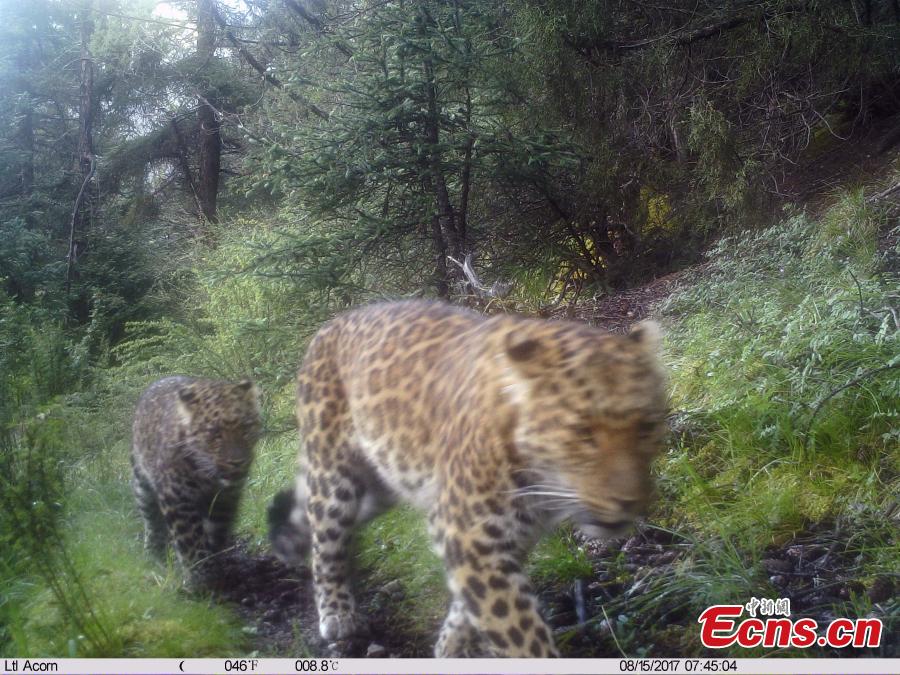 Photo taken by infrared camera on Aug. 15, 2017 shows wild leopards in Baizha forest farm of Nangqian County, Yushu Tibetan Autonomous Prefecture, northwest China's Qinghai Province. A total of 21 pieces of video footage and photos of wild leopard have been taken during a biological diversity survey in the forest farm since Oct. 17. (Photo provided by Shanshui Conservation Center)