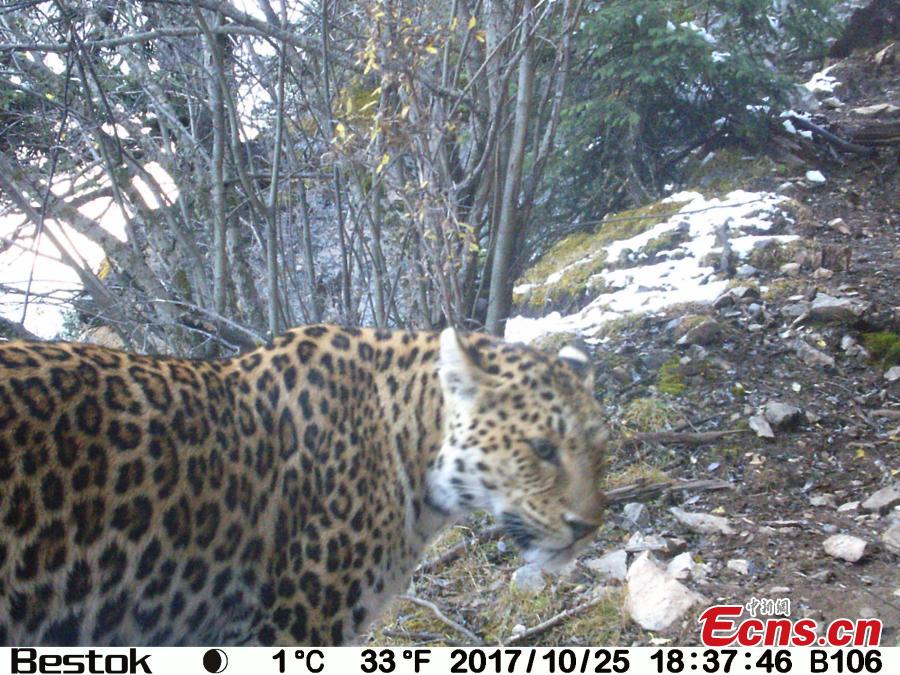 Photo taken by infrared camera on Oct. 25, 2017 shows a wild leopard in Baizha forest farm of Nangqian County, Yushu Tibetan Autonomous Prefecture, northwest China's Qinghai Province. A total of 21 pieces of video footage and photos of wild leopard have been taken during a biological diversity survey in the forest farm since Oct. 17. (Photo provided by Shanshui Conservation Center)