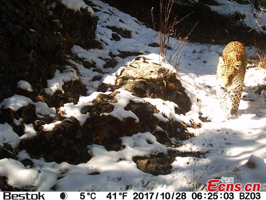 Photo taken by infrared camera on Oct. 28, 2017 shows a wild leopard in Baizha forest farm of Nangqian County, Yushu Tibetan Autonomous Prefecture, northwest China's Qinghai Province. A total of 21 pieces of video footage and photos of wild leopard have been taken during a biological diversity survey in the forest farm since Oct. 17. (Photo provided by Shanshui Conservation Center)