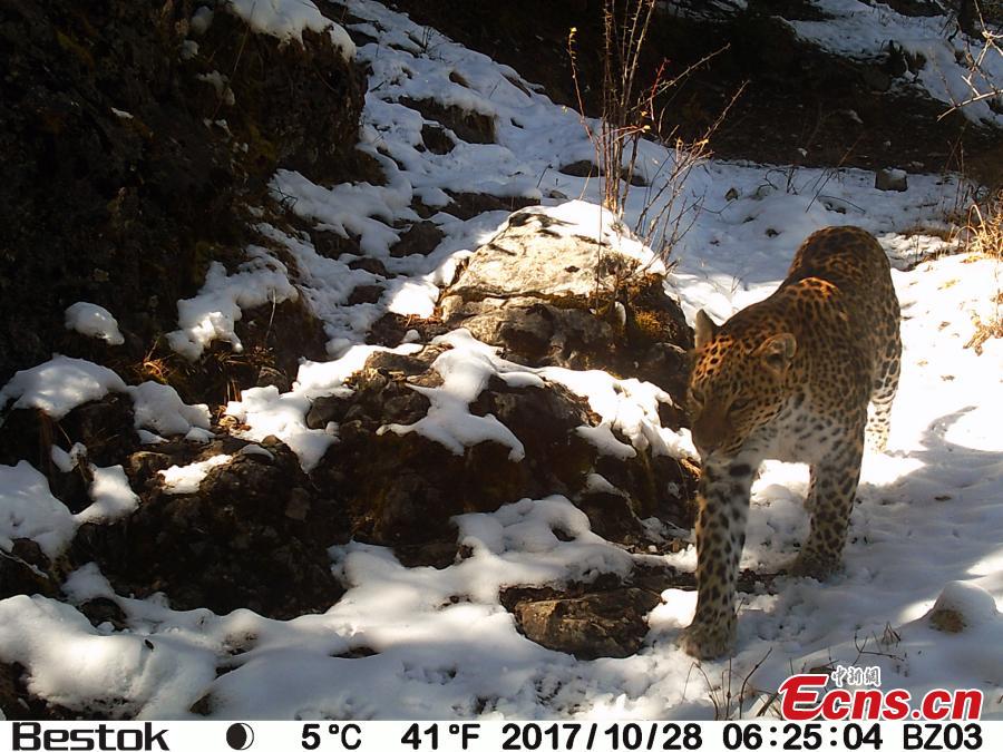 Photo taken by infrared camera on Oct. 28, 2017 shows a wild leopard in Baizha forest farm of Nangqian County, Yushu Tibetan Autonomous Prefecture, northwest China's Qinghai Province. A total of 21 pieces of video footage and photos of wild leopard have been taken during a biological diversity survey in the forest farm since Oct. 17. (Photo provided by Shanshui Conservation Center)