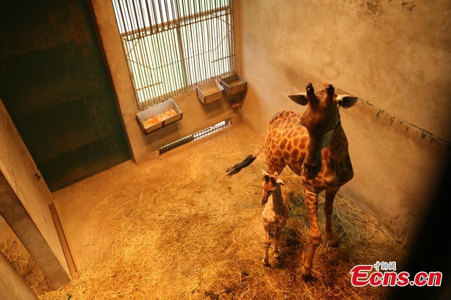 Giraffe gives birth in Chongqing park (1/7)