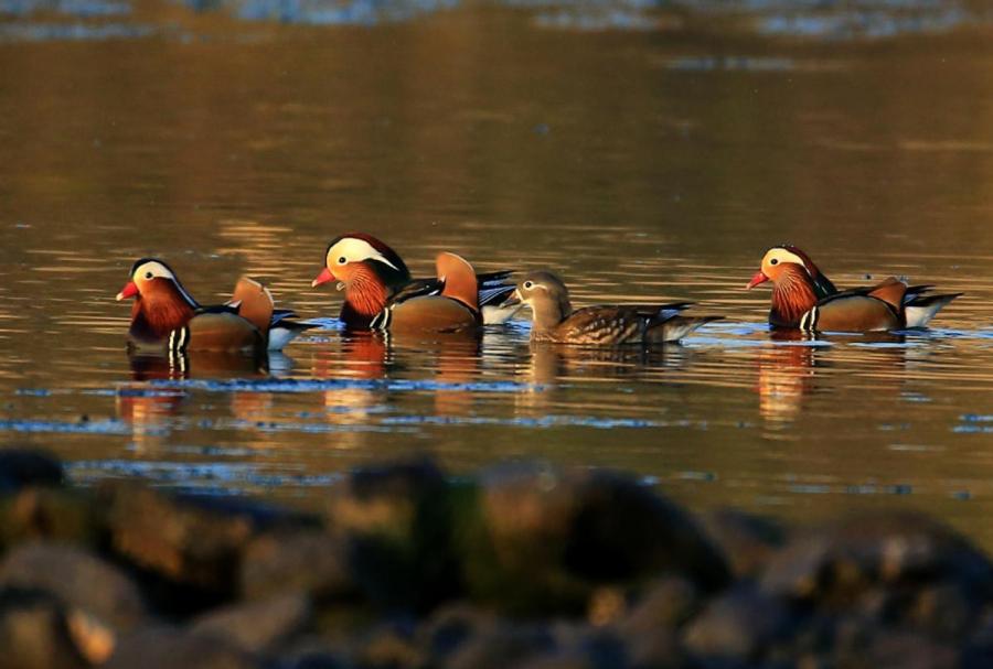 Wild mandarin ducks swim across the Xinanjiang River in Anhui Province on Dec. 25, 2017. Due to well-preserved ecological conditions, fresh air and diverse vegetation, not only humans but also wildlife species are attracted to the region. Winter sunlight casts a warm shimmering shadow on the surface of the Xinanjiang River, making the waterside an ideal habitat for many precious birds which spend the winter here.  (Photo/Asianewsphoto)