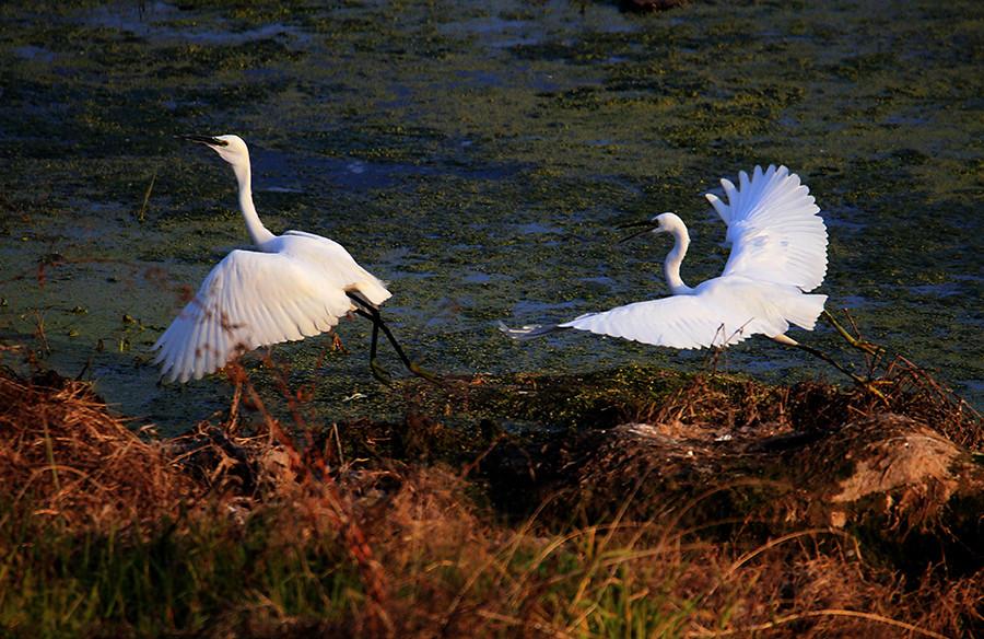 Egrets are seen frolicking near the waterside of the Xinanjiang River in Anhui Province on Dec. 26, 2017. Due to well-preserved ecological conditions, fresh air and diverse vegetation, not only humans but also wildlife species are attracted to the region. Winter sunlight casts a warm shimmering shadow on the surface of the Xinanjiang River, making the waterside an ideal habitat for many precious birds which spend the winter here. (Photo/Asianewsphoto)