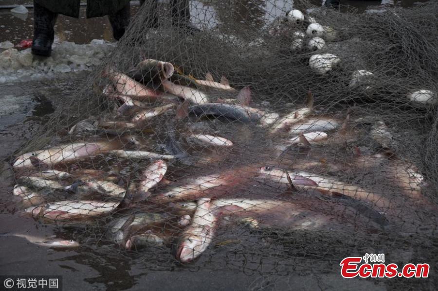 Participants attend the fish auction at Chagan Lake, Northeast China\'s Jilin province, on Dec 28, 2017. The first fish caught at the start of winter fishing season in frozen Chagan lake fetched record-breaking 918,888 yuan ($140,654) in Northeast China\'s Jilin province on Thursday. Instead of modern fishing methods, the Chagan Lake winter fishing continues to use traditional methods such as cutting holes in the ice and using manpower to place the net instead of machines to protect the lake water from being contaminated by modern machines. Before the start of the season, a ceremony is held where fishermen pay tribute to the nature by holding traditional dances and other activities(Photo/VCG)