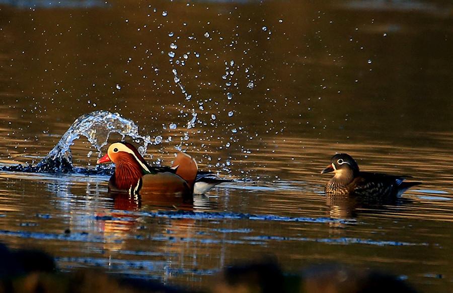 Wild mandarin ducks swim across the Xinanjiang River in Anhui Province on Dec. 25, 2017. Due to well-preserved ecological conditions, fresh air and diverse vegetation, not only humans but also wildlife species are attracted to the region. Winter sunlight casts a warm shimmering shadow on the surface of the Xinanjiang River, making the waterside an ideal habitat for many precious birds which spend the winter here. (Photo/Asianewsphoto)