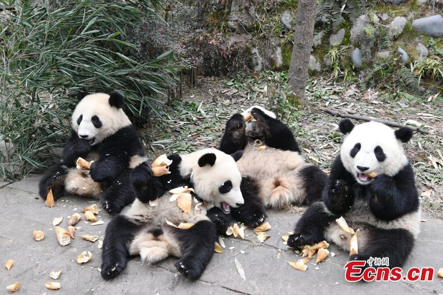 Baby pandas enjoy kindergarten life in China's Sichuan(3/10)
