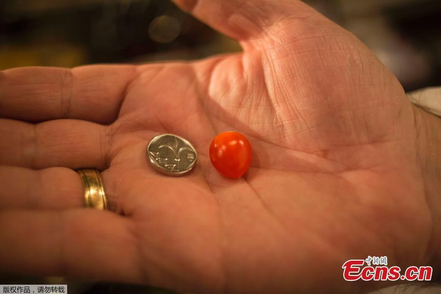 In the photo taken on January 4, 2018, small “drop tomatoes” are spawning new recipes at a restaurant in Tel Aviv, Israel. The “drop tomato” is about the size of a blueberry and Israel’s Kedma company says it is the smallest one ever developed in Israel, perhaps even in the world. (Photo/Agencies)