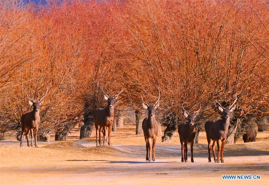Photo taken on Jan. 6, 2018 shows red deers in a forest of the nature reserve in Shannan City of southwest China\'s Tibet Autonomous Region. Man-made sand-break forests of the nature reserve have been expanded from 500 mu (33.3 hectares) in the 1950s to 10,200 mu (680 hectares). The forests are now a winter habitat for animals including red deers, blue sheep and kinds of birds. (Xinhua/Zhang Rufeng)