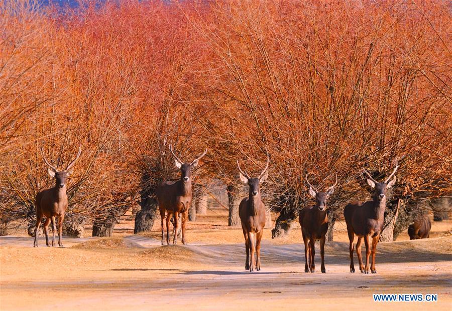 Photo taken on Jan. 6, 2018 shows red deers in a forest of the nature reserve in Shannan City of southwest China\'s Tibet Autonomous Region. Man-made sand-break forests of the nature reserve have been expanded from 500 mu (33.3 hectares) in the 1950s to 10,200 mu (680 hectares). The forests are now a winter habitat for animals including red deers, blue sheep and kinds of birds. (Xinhua/Zhang Rufeng)