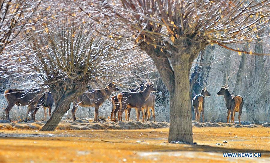 Photo taken on Jan. 6, 2018 shows red deers in a forest of the nature reserve in Shannan City of southwest China\'s Tibet Autonomous Region. Man-made sand-break forests of the nature reserve have been expanded from 500 mu (33.3 hectares) in the 1950s to 10,200 mu (680 hectares). The forests are now a winter habitat for animals including red deers, blue sheep and kinds of birds. (Xinhua/Zhang Rufeng)