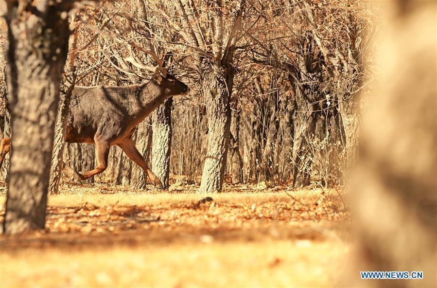 Photo taken on Jan. 6, 2018 shows a red deer in a forest of the nature reserve in Shannan City of southwest China\'s Tibet Autonomous Region. Man-made sand-break forests of the nature reserve have been expanded from 500 mu (33.3 hectares) in the 1950s to 10,200 mu (680 hectares). The forests are now a winter habitat for animals including red deers, blue sheep and kinds of birds. (Xinhua/Zhang Rufeng)