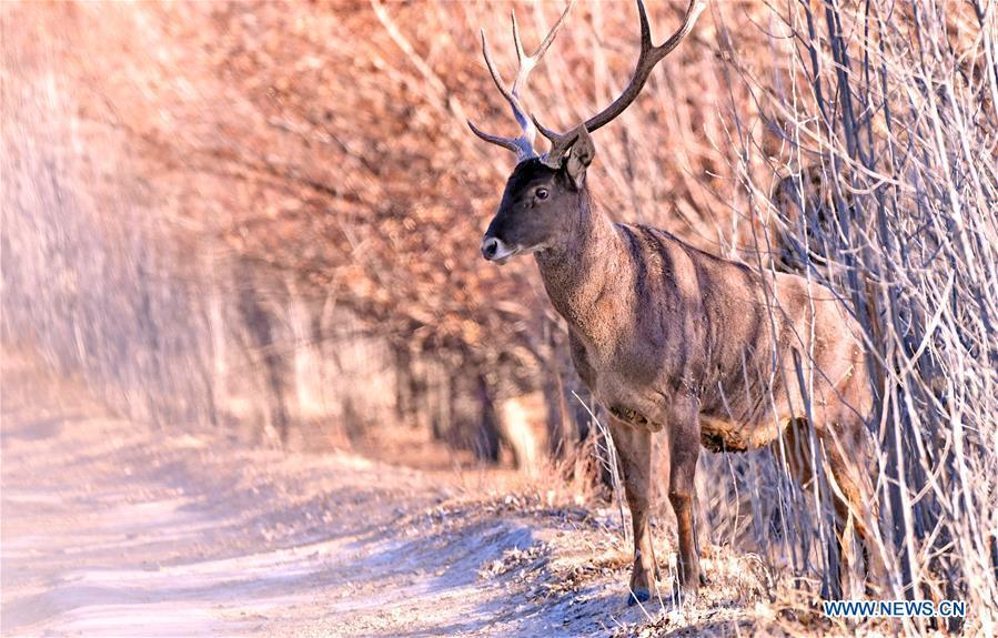 Photo taken on Jan. 6, 2018 shows a red deer in a forest of the nature reserve in Shannan City of southwest China\'s Tibet Autonomous Region. Man-made sand-break forests of the nature reserve have been expanded from 500 mu (33.3 hectares) in the 1950s to 10,200 mu (680 hectares). The forests are now a winter habitat for animals including red deers, blue sheep and kinds of birds. (Xinhua/Zhang Rufeng)