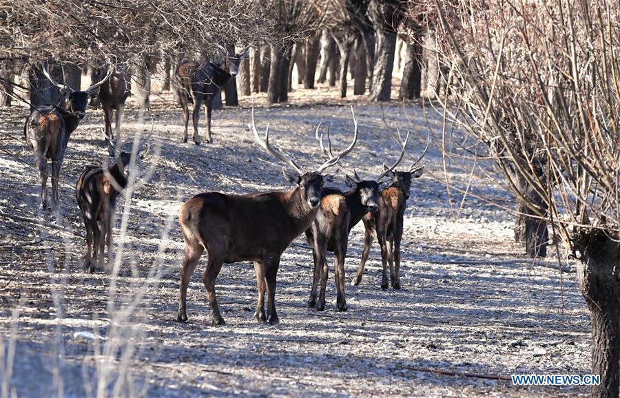 Photo taken on Jan. 6, 2018 shows red deers in a forest of the nature reserve in Shannan City of southwest China\'s Tibet Autonomous Region. Man-made sand-break forests of the nature reserve have been expanded from 500 mu (33.3 hectares) in the 1950s to 10,200 mu (680 hectares). The forests are now a winter habitat for animals including red deers, blue sheep and kinds of birds. (Xinhua/Zhang Rufeng)