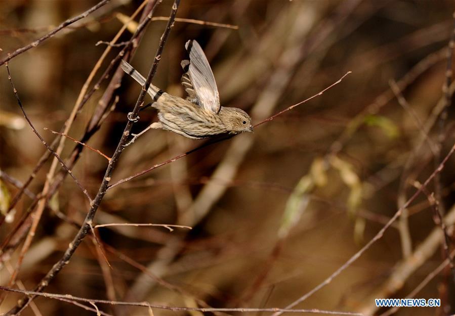 Photo taken on Jan. 6, 2018 shows a bird in a forest of the nature reserve in Shannan City of southwest China\'s Tibet Autonomous Region. Man-made sand-break forests of the nature reserve have been expanded from 500 mu (33.3 hectares) in the 1950s to 10,200 mu (680 hectares). The forests are now a winter habitat for animals including red deers, blue sheep and kinds of birds. (Xinhua/Zhang Rufeng)
