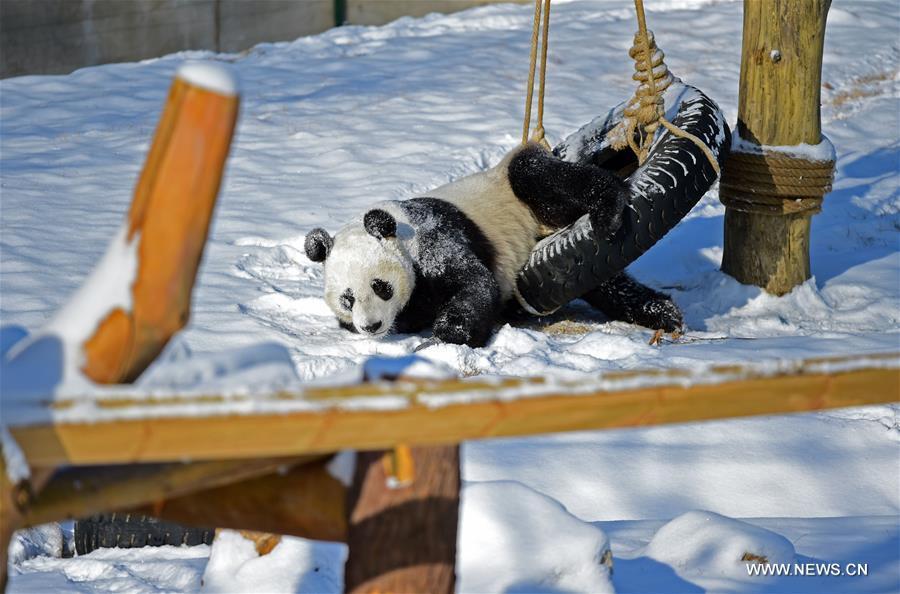Giant pandas play in snow at Shenyang Forest Zoological Garden(1/10)