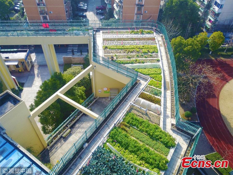 A farm on the roof of a building at the Pujia Elementary School in Hangzhou City, East China’s Zhejiang Province, Jan. 22, 2018. Teachers, students, parents and agricultural experts have collaborated to build the ecological farm, which measures approximately 1,300 square meters. The farm includes zones for growing fruit, crops and other plants, as well as a rice paddy field to raise fish. It also boasts methane tanks and an automatic irrigation system, helping it achieve its zero-waste-emission goal. (Photo/VCG)