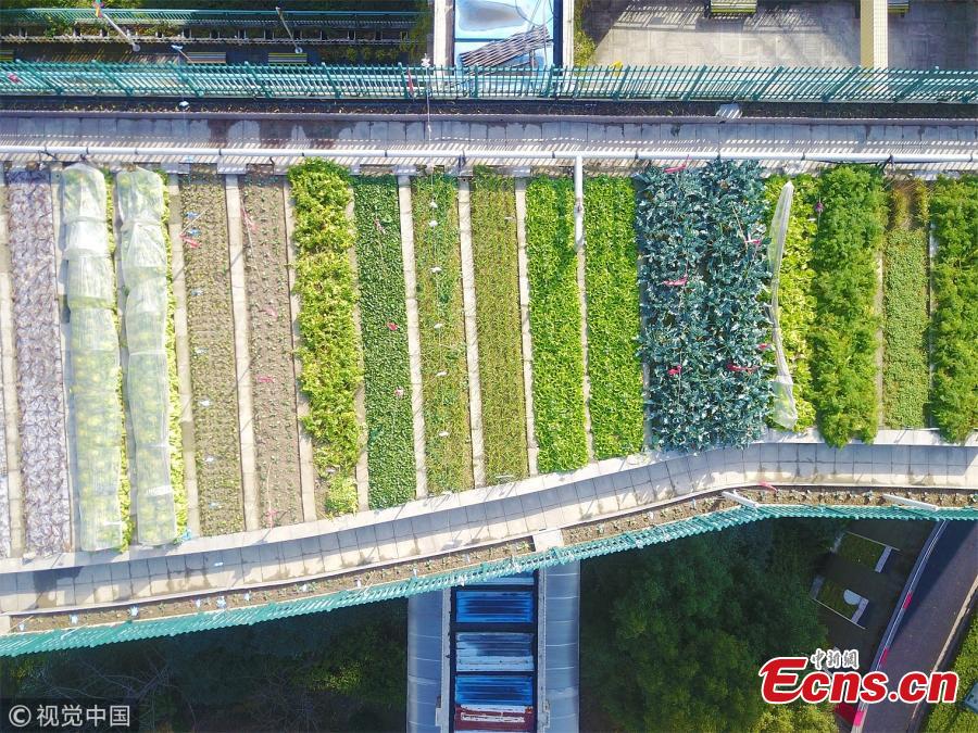 A farm on the roof of a building at the Pujia Elementary School in Hangzhou City, East China’s Zhejiang Province, Jan. 22, 2018. Teachers, students, parents and agricultural experts have collaborated to build the ecological farm, which measures approximately 1,300 square meters. The farm includes zones for growing fruit, crops and other plants, as well as a rice paddy field to raise fish. It also boasts methane tanks and an automatic irrigation system, helping it achieve its zero-waste-emission goal. (Photo/VCG)