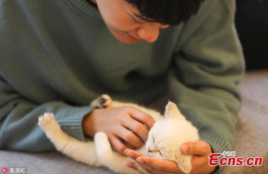 Student promises superb care for cats over Spring Festival (1/4)