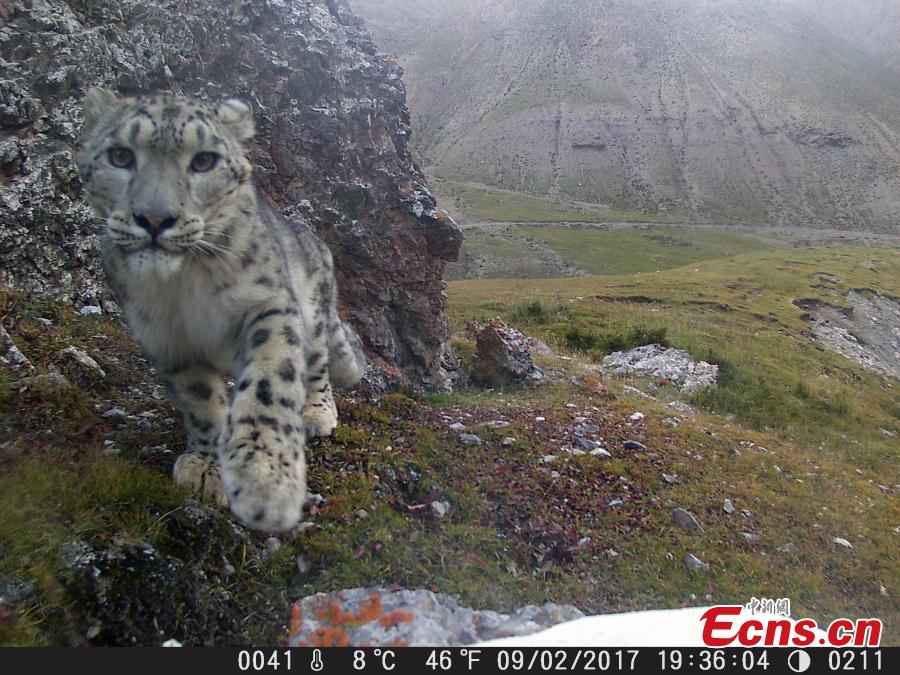 Photo taken by an infrared camera shows a snow leopard at the naturel reserve on Qilian Mountain in Northwest China’s Qinghai Province. Authorities installed 154 infrared cameras on Qilian Mountain to aid in research on the rare animals, capturing 251 images and videos of snow leopards. (Photo provided by Qilian Mountain Nature Reserve Administration)